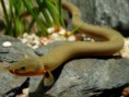 /album/importados-exoticos/peixe-corda-jpg/
